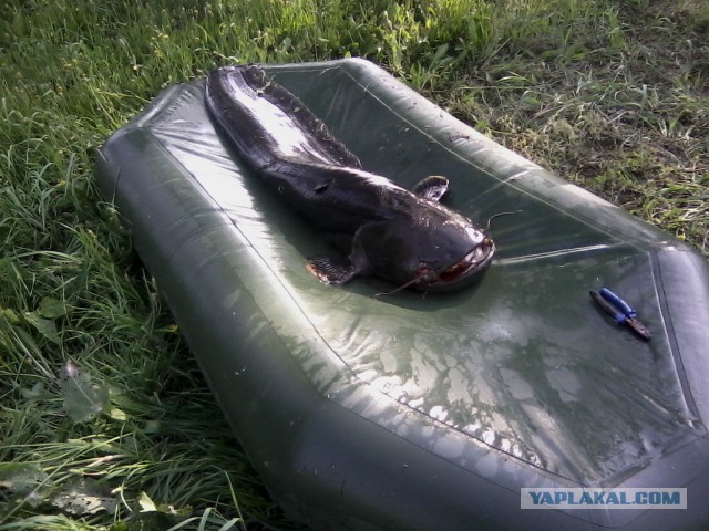 Пожалуй самый северный сом