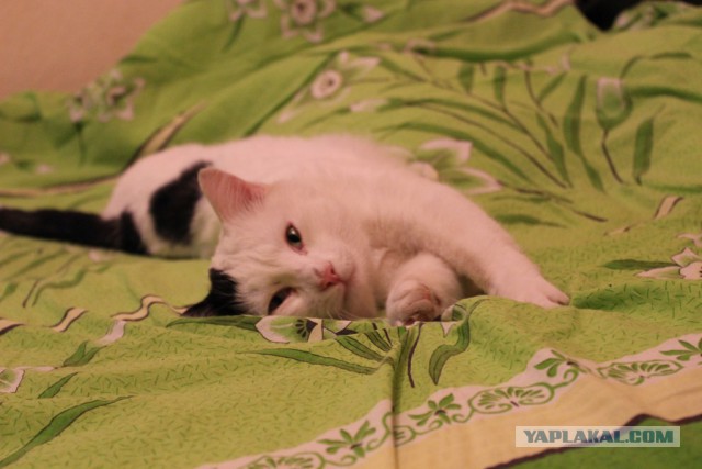 Корма для котов - яд!