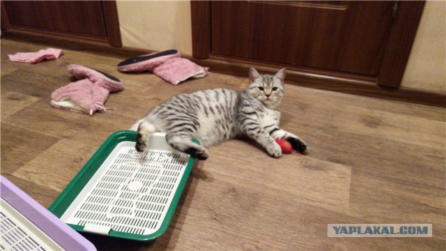 Котооо-о-о-вторник