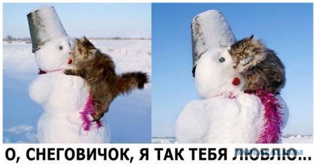 Котовторник