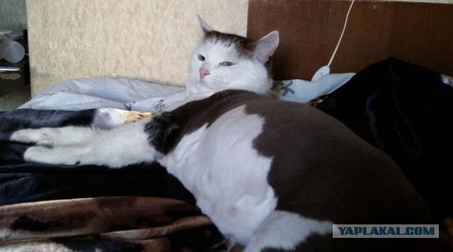 Котовторник