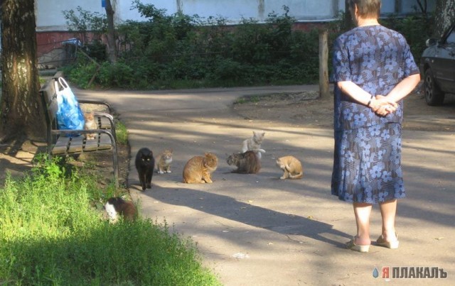 Коты, кошки, котята