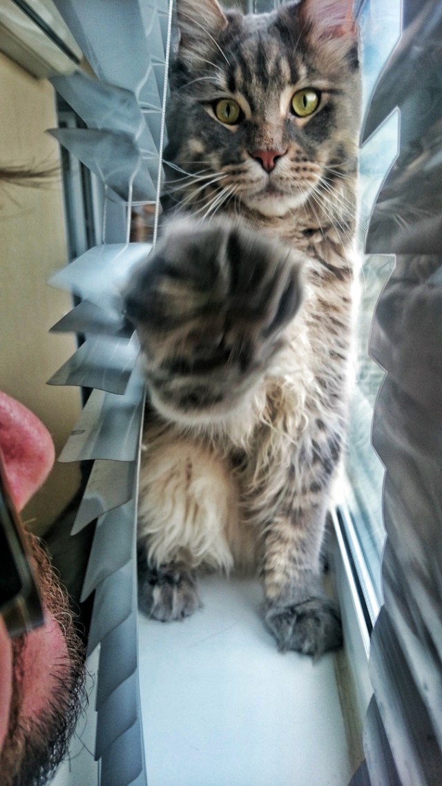 Котовторник 22.03.2016