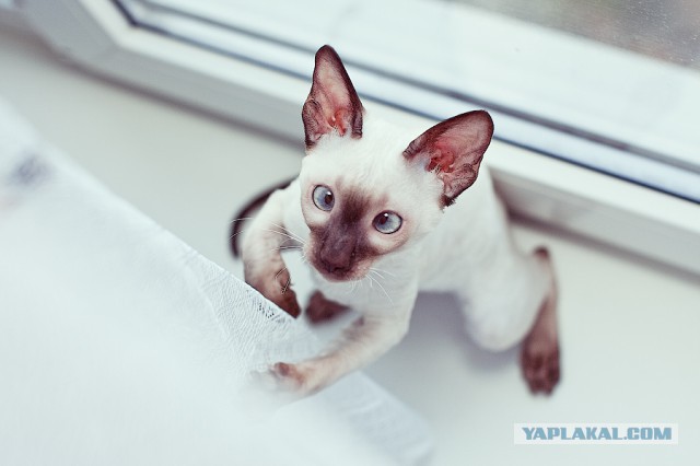 Котенок Альф стал частью персонала в ветеринарной клинике!