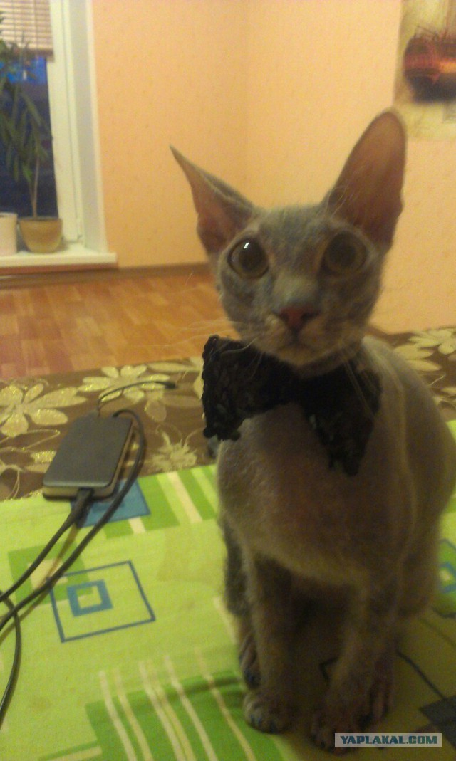 Котовторник 28.06.2016