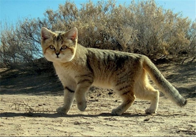 Коты из сети