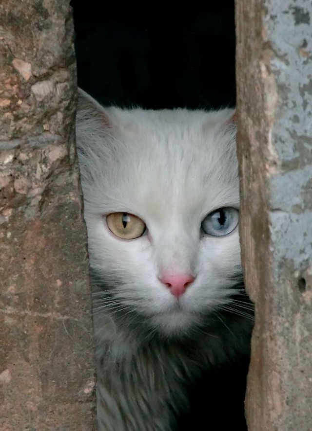 Коты и Кошки