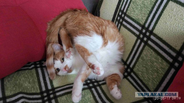 Котовторник 27.06.2017