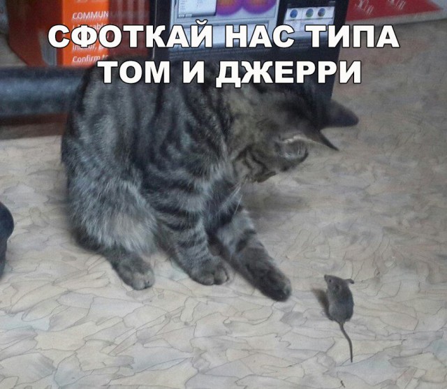 Коты и Кошки