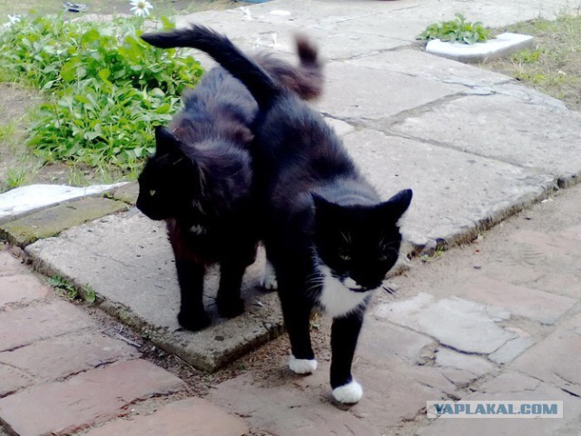 Котовторник 16.01.2018