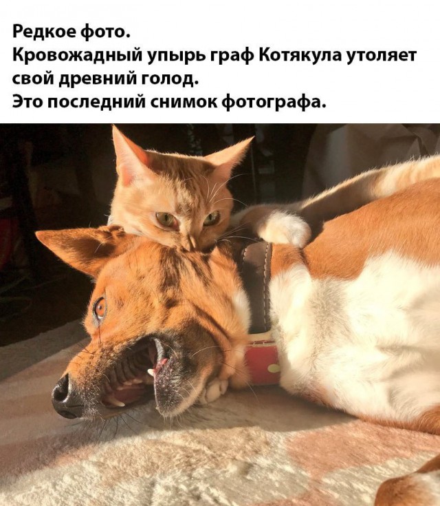 Нестандартный юмор