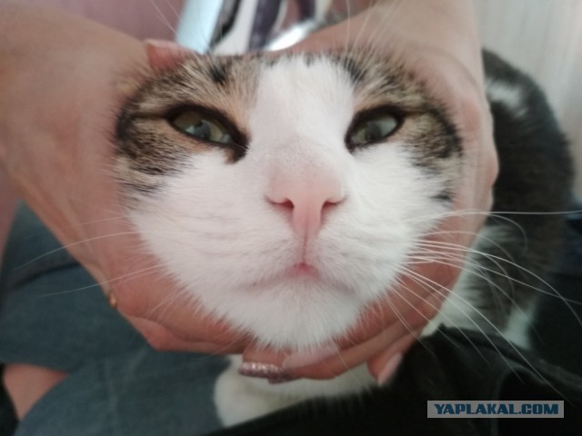 Котовторник 24.04.2018