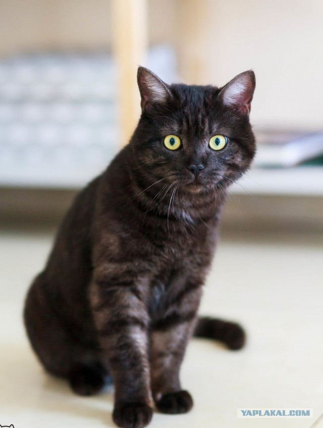 Котовторник 05.06.2018