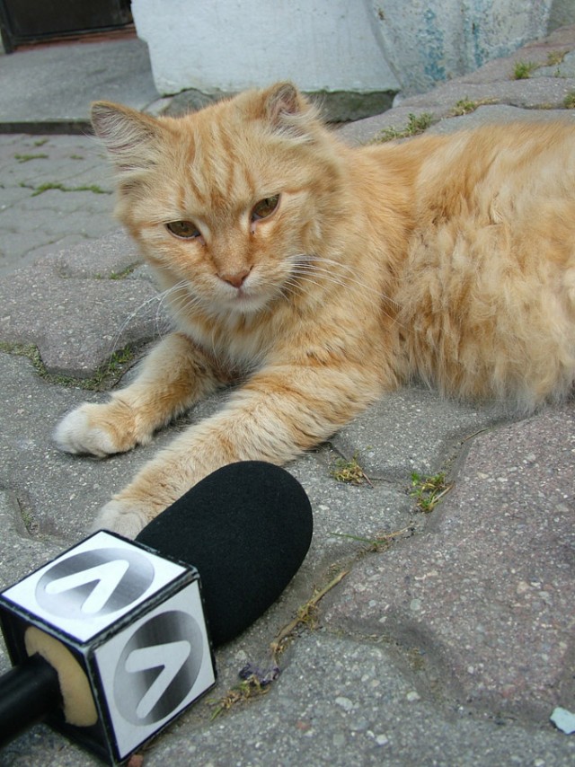 Прикольные коты на среду! ОЧЕНЬ МНОГО!
