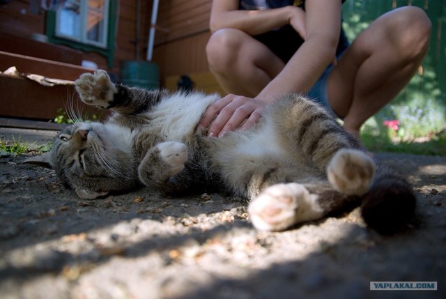 Котовторник на ЯПлакалъ!