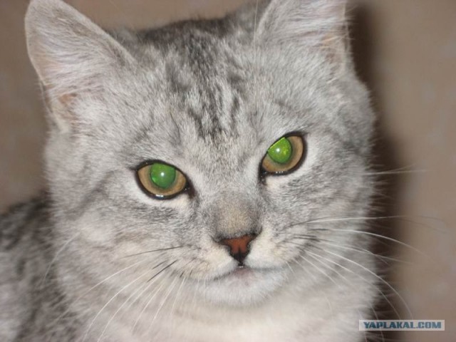 Котовторник на ЯПе (21.04.2009)