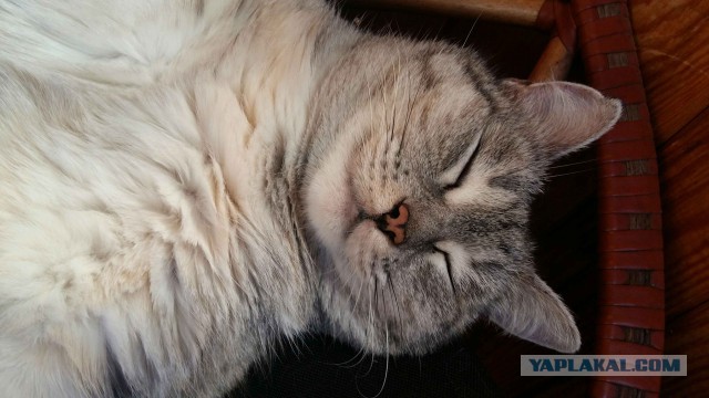 Котовторник 11.09.18.