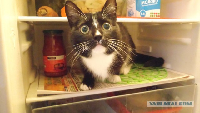 Кошачье любопытство