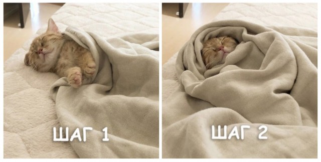 Прикольных котов пост