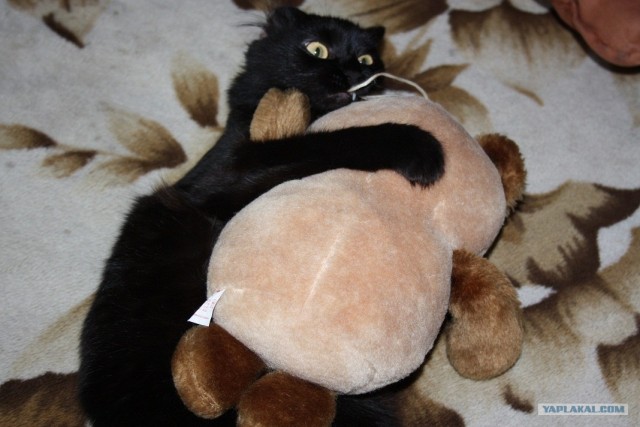 Котовторник с Максом
