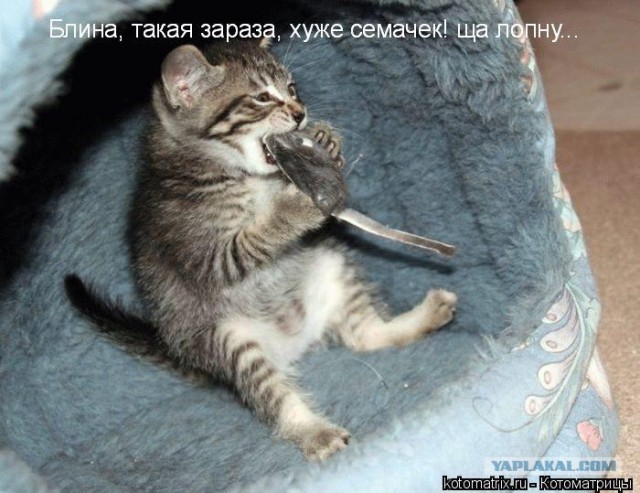 Сонный Котовторник