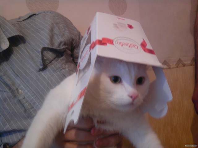 Котовторник (24. 01. 2012 )