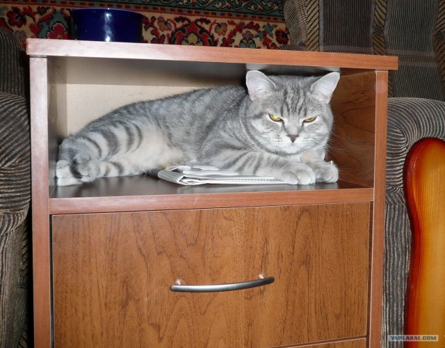 КОТОВТОРНИК (6.03.2012)