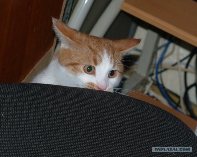 Котовторник 22.05.2012