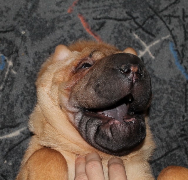 Собакочетверг 12.07.2012