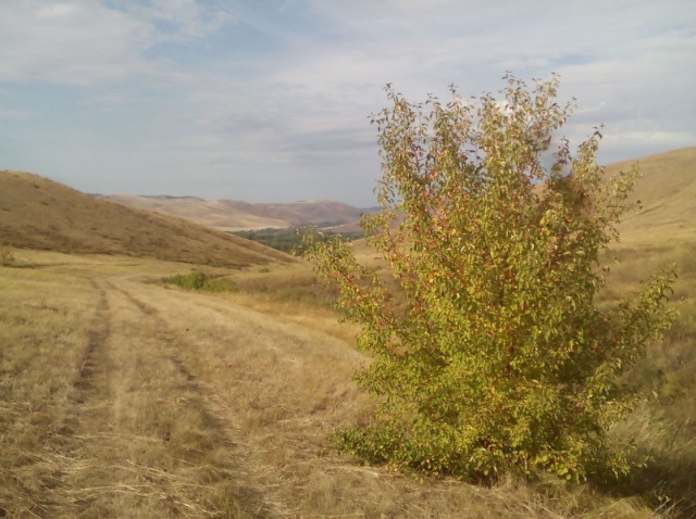 Конопля с грибами