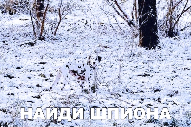 Милые животные. Мимиметр сломался