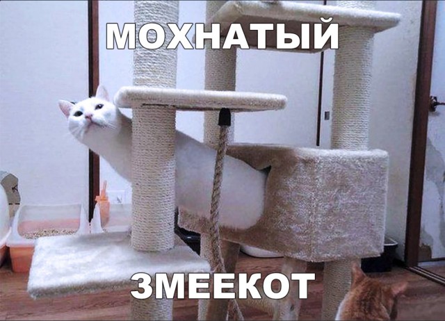 Забавные фото котеек