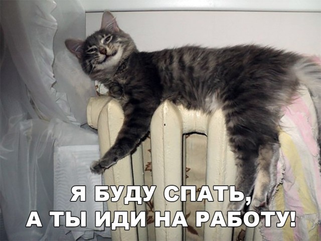 Забавные фото котеек