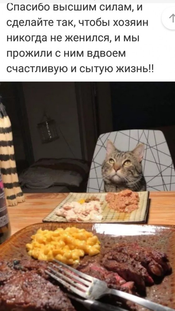 Картинки с котами и про котов
