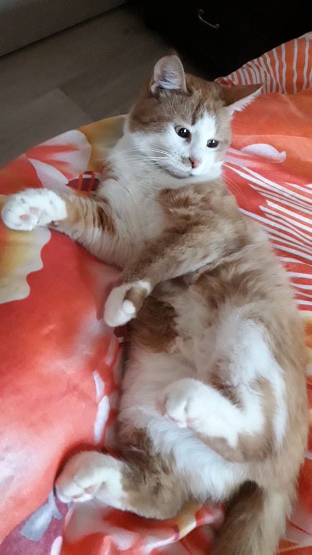 Забавные фото котеек