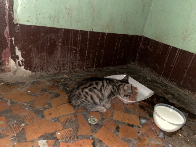 Забавные фото котеек