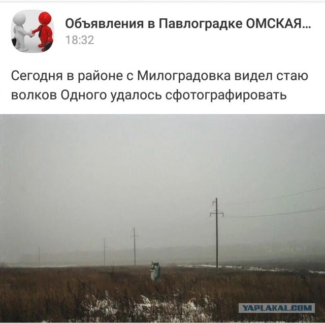 Волчья стая идет в Казахстан со стороны России