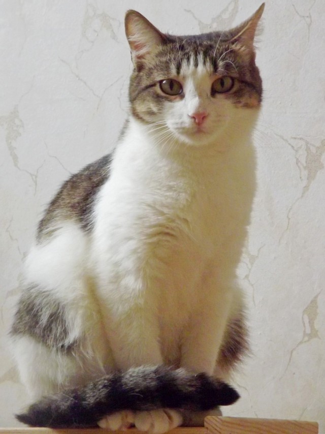 Коты из сети