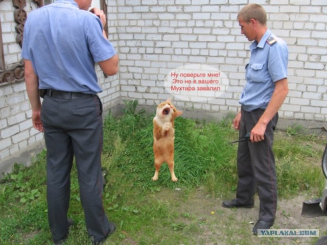 Кот певец