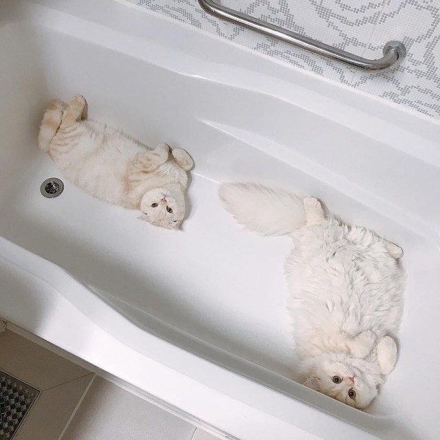 Чуток картинок не про вирус  18.0.  Животные