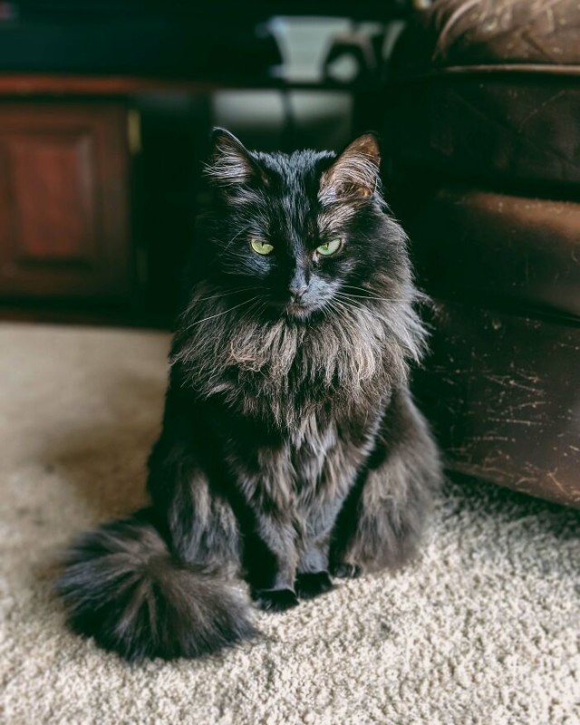 К - Котогеничность