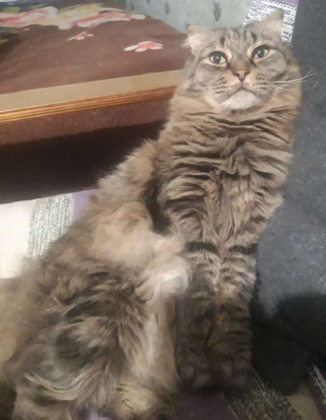 Котовторнику быть!