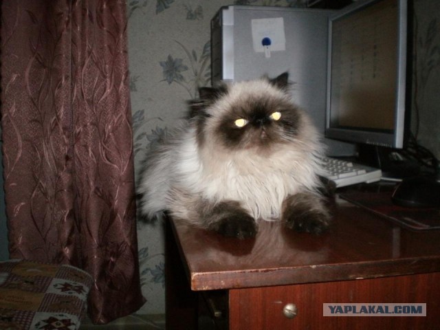 Котовторнику быть!