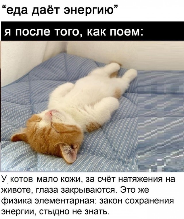 Картинки с котами и про котов