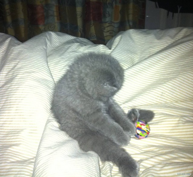 Игривый котёнок с мамкой!