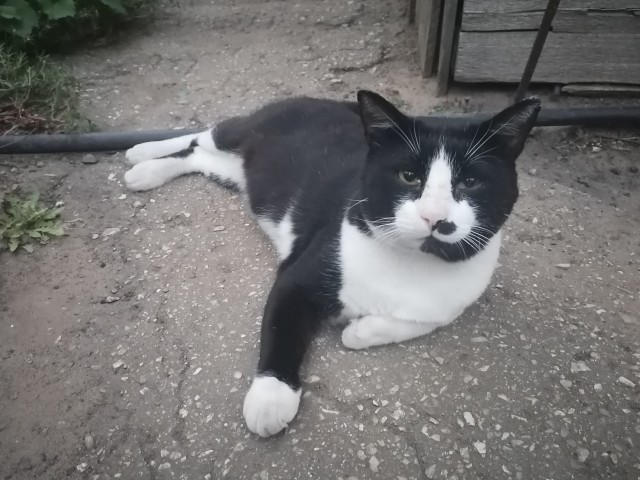 Котовторник (свои добавляем)