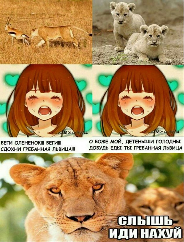 Нужны добровольцы на кастрацию диких кабанов! После успешно проведенной операции пойдем лечить зубы волкам