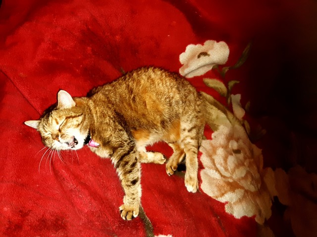 Котовторник 05.10.21 г