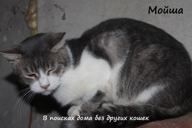 Жизнь домашнего приюта "Котоленд" 309