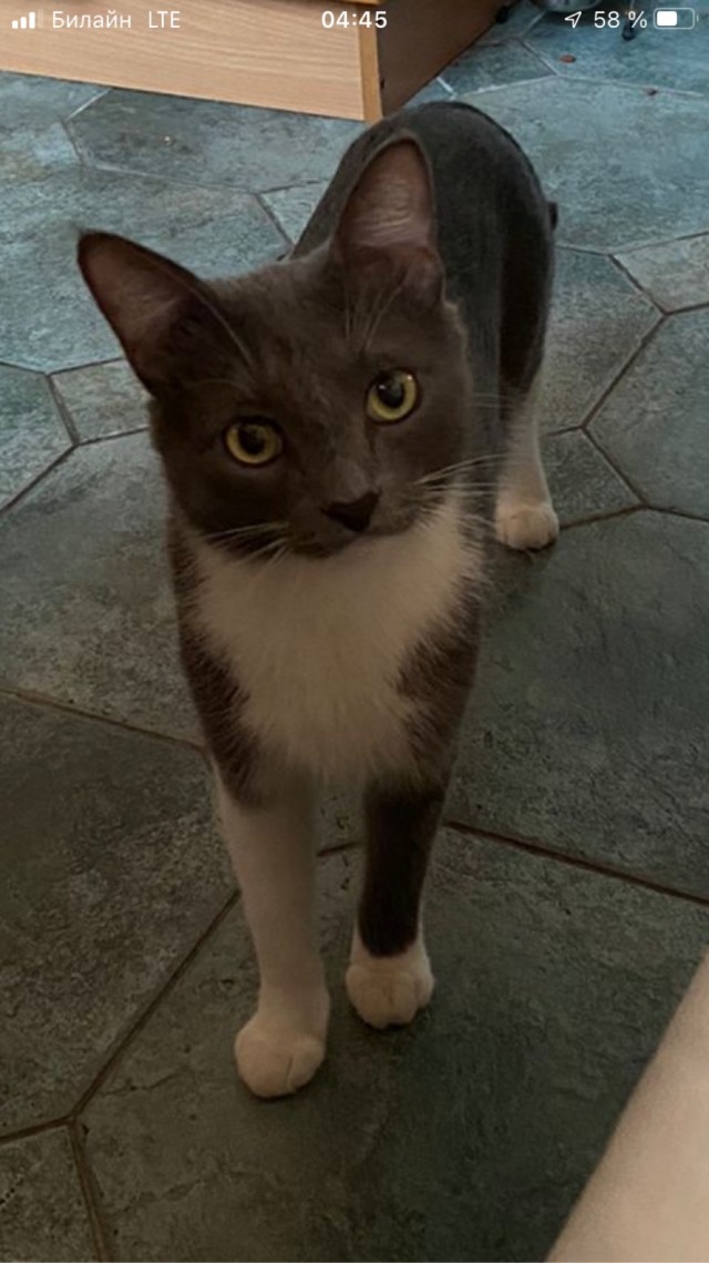 Котовторник